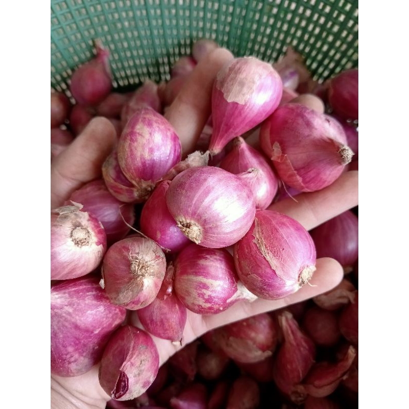 

Bawang Merah Wonogiri