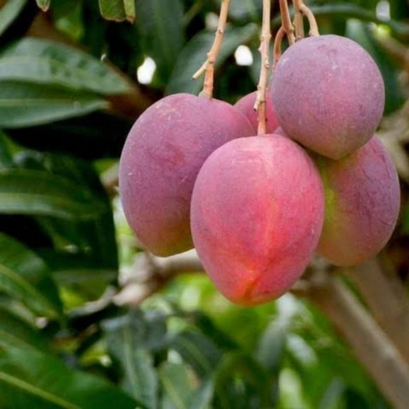 Bibit mangga irwin berbunga