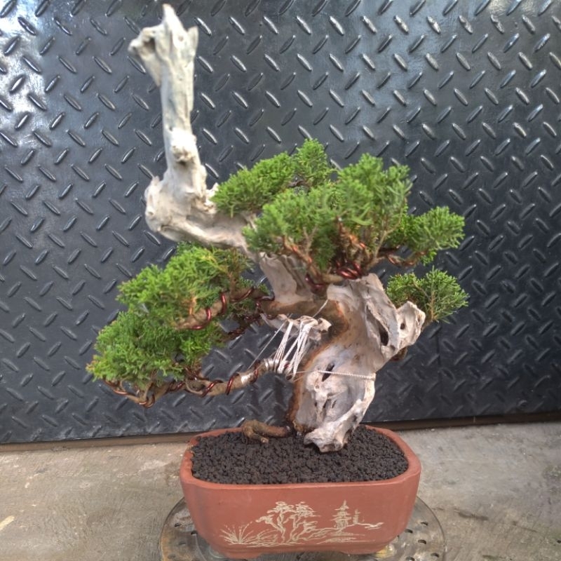 bonsai cemara sargenti tanuki / bonsai cemara tanuki sargenti