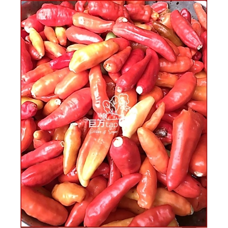 

CABE RAWIT MERAH PETIK SEGAR DAN HEMAT KYOMANTAP 500 GRAM