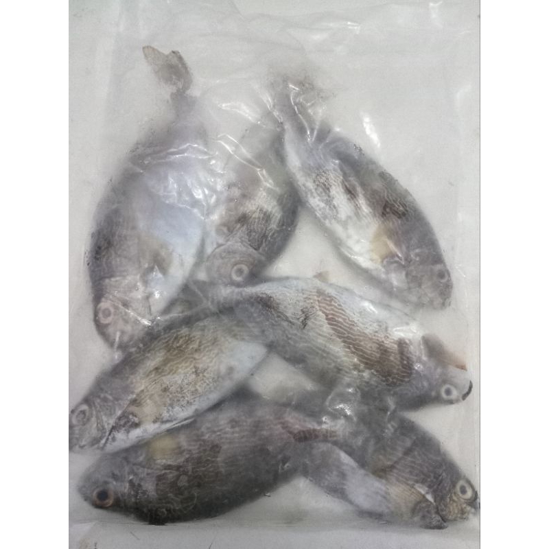 

ikan baronang