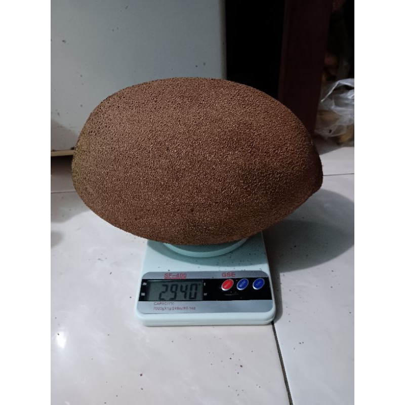 mamey sapote magana ( sambung susu )