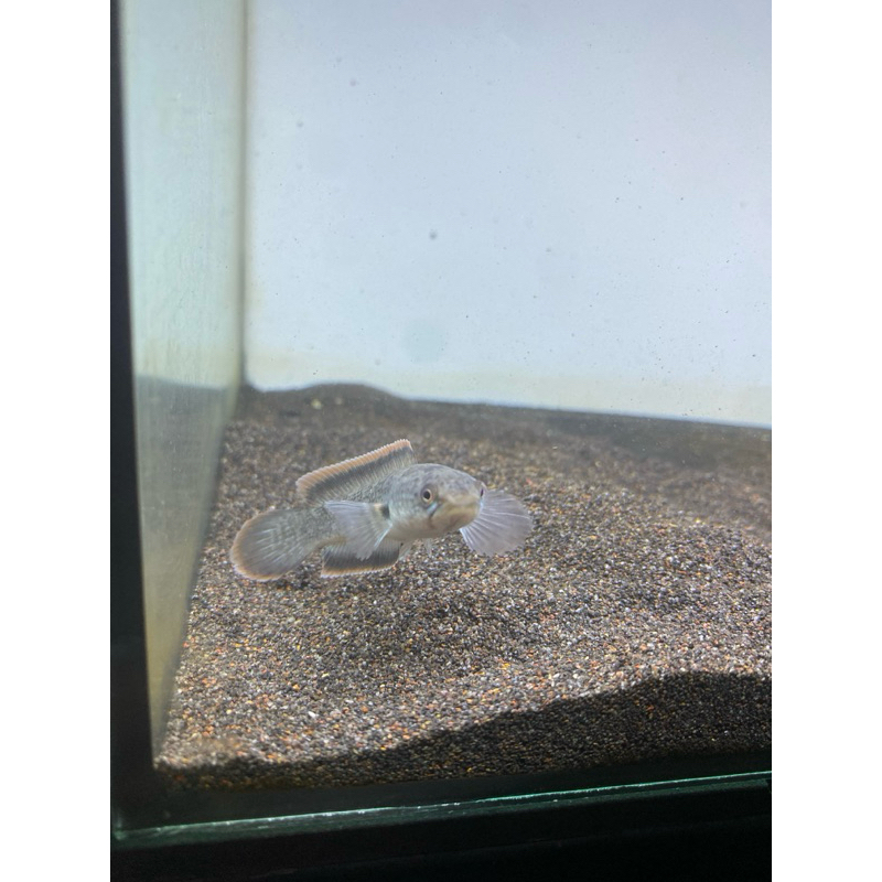baby Limbata Slayer 4 cm