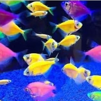 Ikan Hias Warna Warna Ikan Hias Tetra Warna Warni Aquarium Aquascape kolam