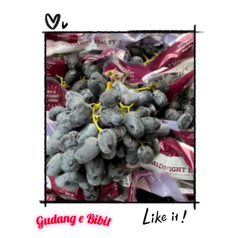 

Bibit Anggur Midnight Beauty Manis Cepat Berbuah