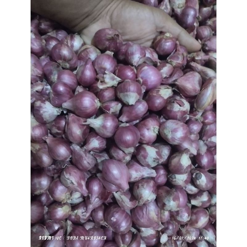 

bawang merah Probolinggo super premium