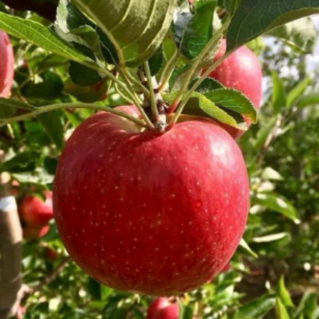 Bibit Apel Fuji / Bibit apel Merah