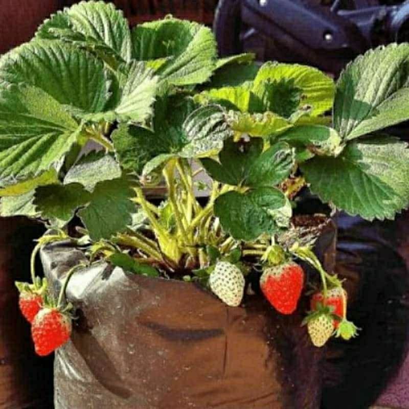 Tanaman Bibit Buah Strawberry California (Sudah Berbuah)-Bibit Strawberry (Belum Berbuah) California