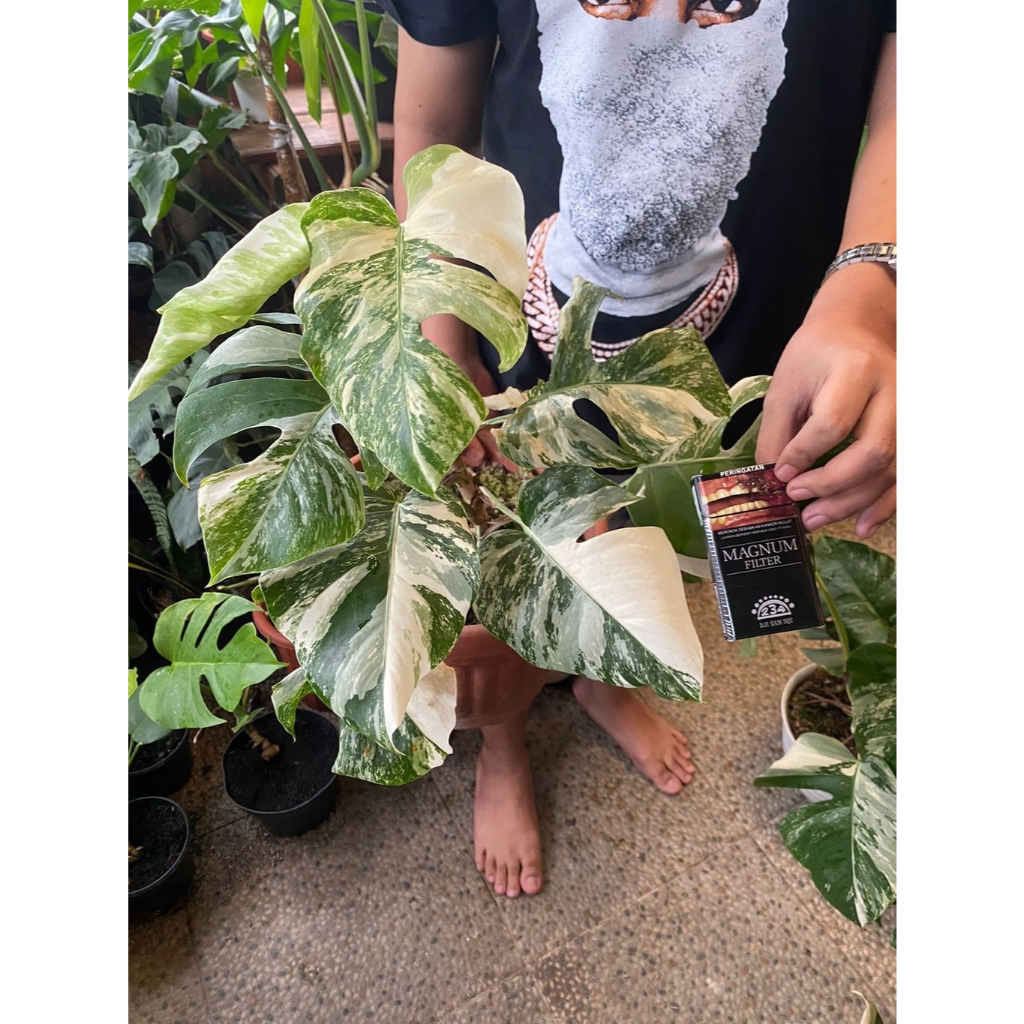 Monstera Variegata White Tiger