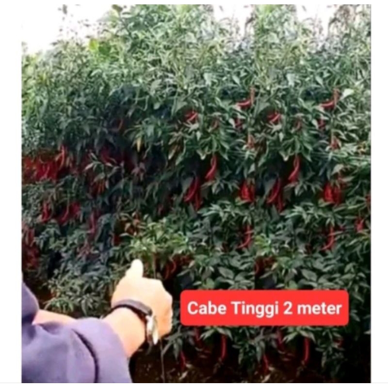 Benih Cabe Keriting Tinggi 2 meter 10 gram