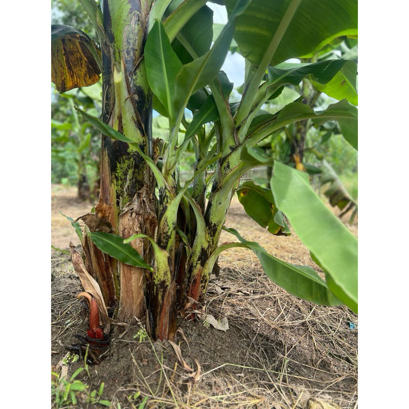 

Pisang candevish