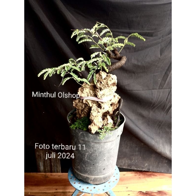 Bonsai asem jawa dari biji on the rock real pict