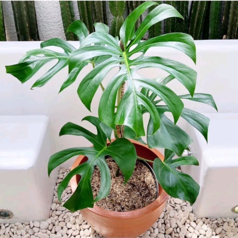 MONSTERA KING | tanaman hias hidup | dekorasi ruangan