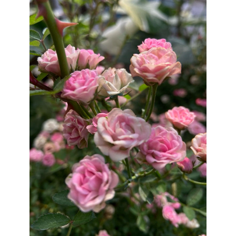 bibit bunga mawar baby rose indukan