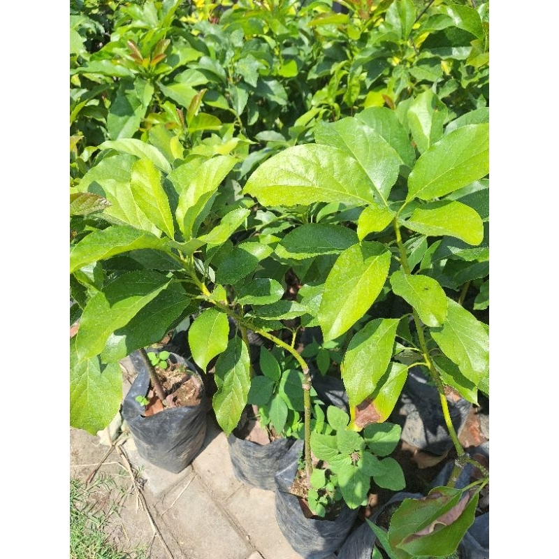 Bibit Alpukat Import Non Biji Philippine Full Media