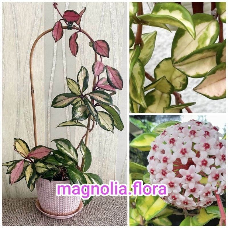 [RIMBUN] Hoya carnosa princess / krimson princess tricolor tricolour bibit tanaman hias bunga rambat
