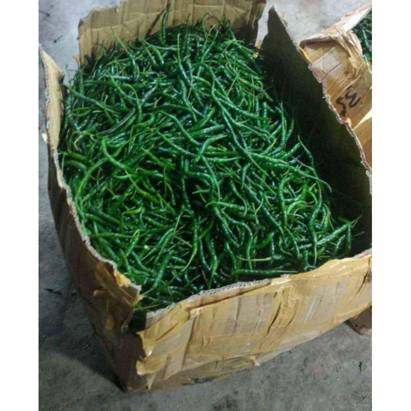 

Cabe hijau keriting 100 gram