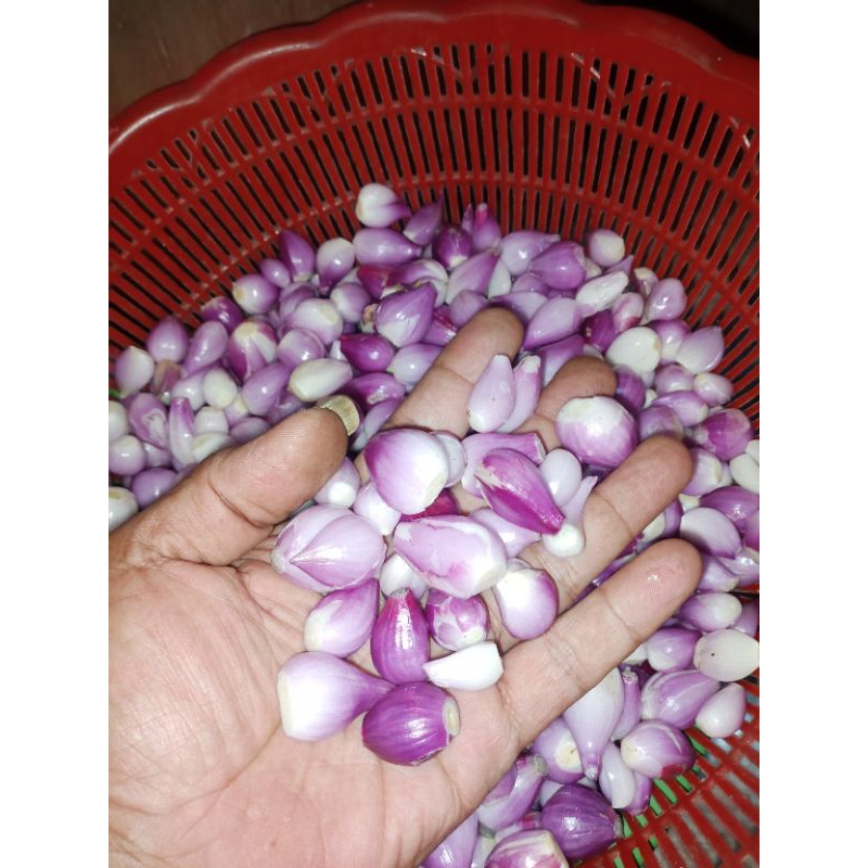 

BAWANG MERAH KUPAS 10 KG