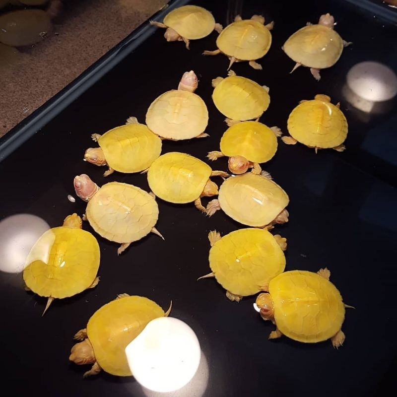 Res Albino / Resbino