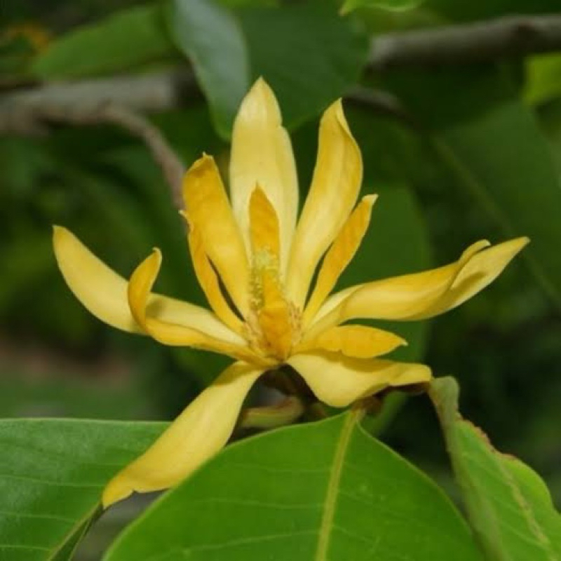 Bibit Bunga Kantil Cempaka Kuning Sudah Pernah Berbunga