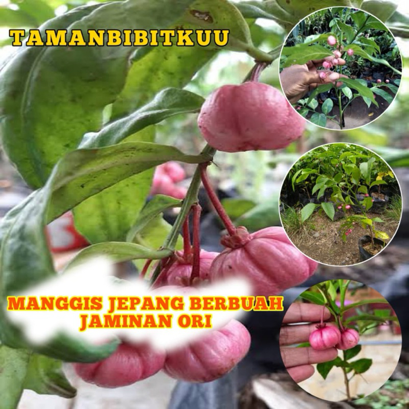 Bibit Manggis Jepang Super Kondisi Sudah Berbuah Lebat