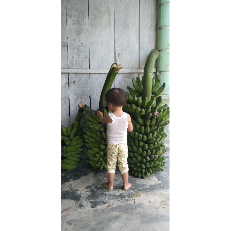 

Pisang Kepok Super