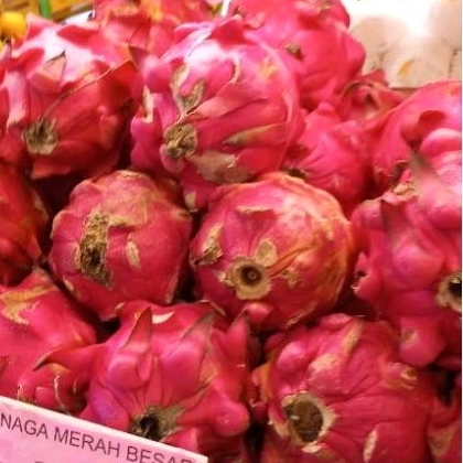 

Buah Naga Merah Besar 1kg
