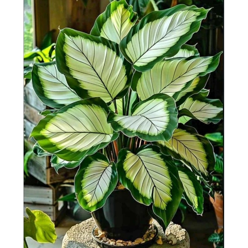 ID TANAMAN HIAS DIVEN TISSU GOLDEN / DIVEN GOLDEN TISDU/ SYNGONIUM MURAH/ TANAMAN HIAS MINI/ BUNGA