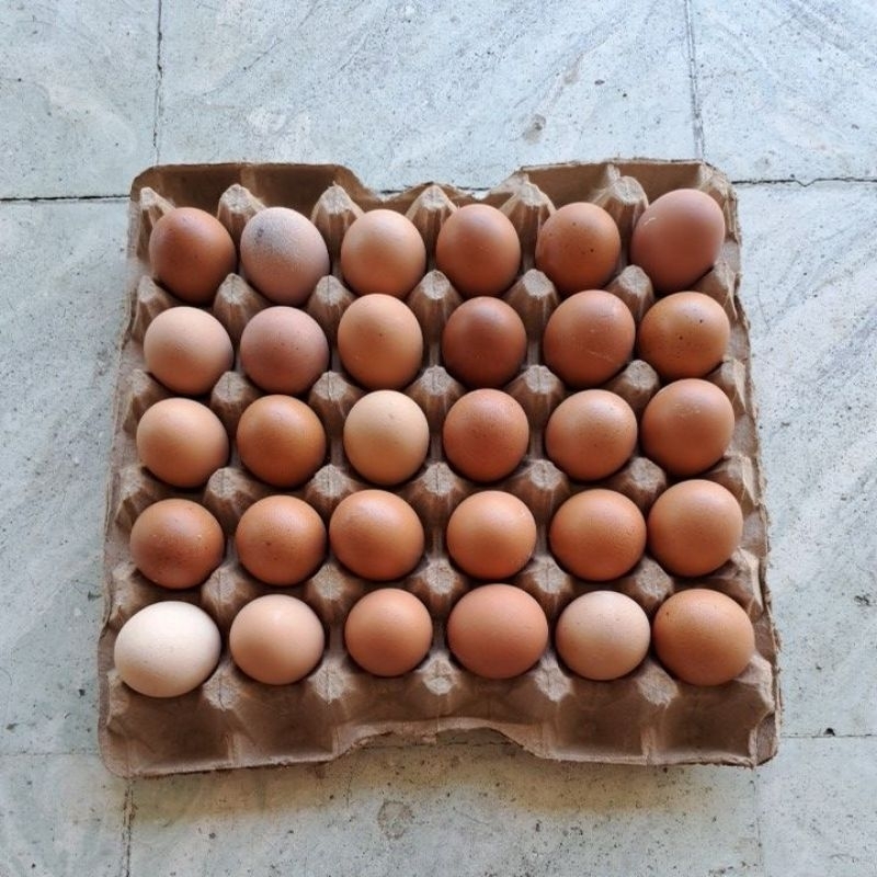 

TELUR AYAM NEGERI ~ 1 PAPAN 30 BUTIR (MEDAN)