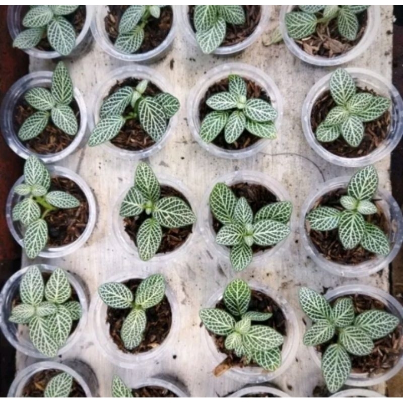 fittonia fitonia tanaman paludarium terarium vivarium
