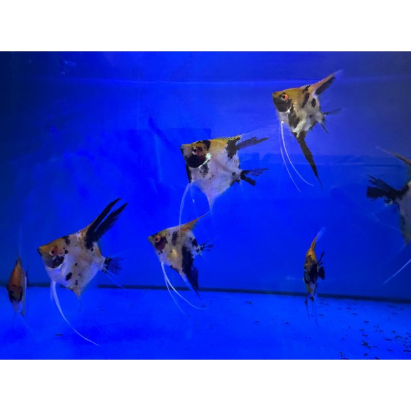 Ikan Hias Manfish Red Devil Uk. 5cm