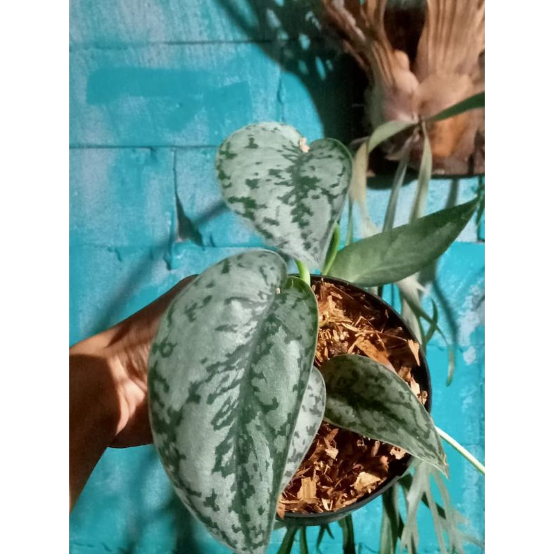 scindapsus silver lady