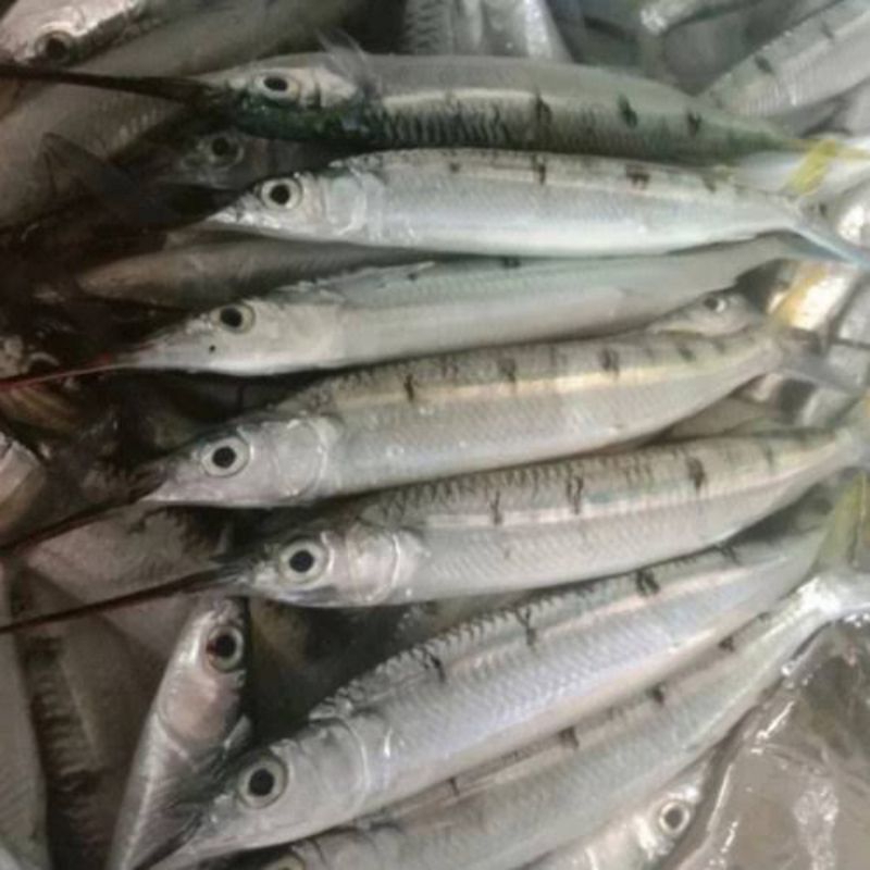 

ikan Julung Julung Segar - 1 Kilogram