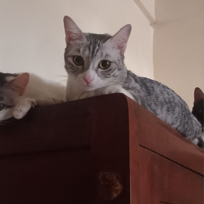 Open Adopt Lepas Adopsi Kucing Betina Silver White Tabby 1 (Shimeji)