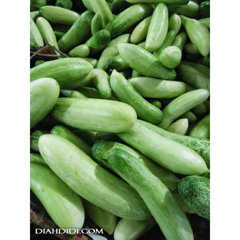 

BONTENG TIMUN 1Kg