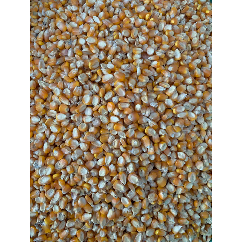

Jagung biji repack (pakan ayam/merpati)