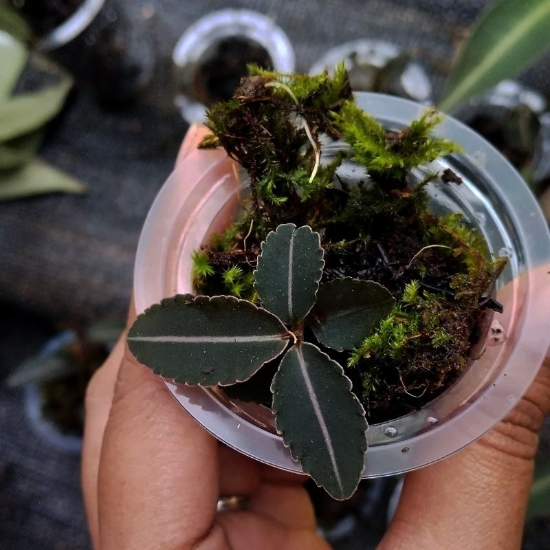 Jewel Orchid Ardisia Sp Pink Line - Tanaman Hias Darat Paludarium Terrarium Jungleplant