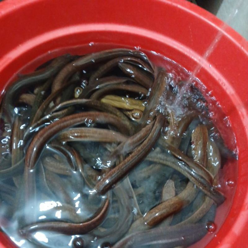 

Belut HIDUP Dijamin fresh dan segar