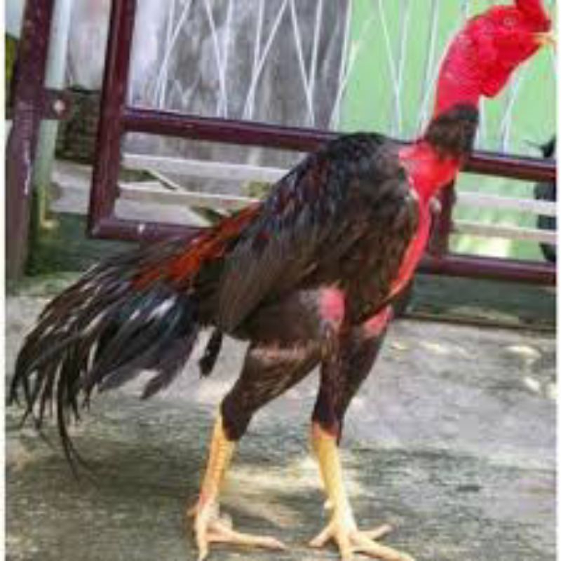 

telur tetas ayam saigon asli