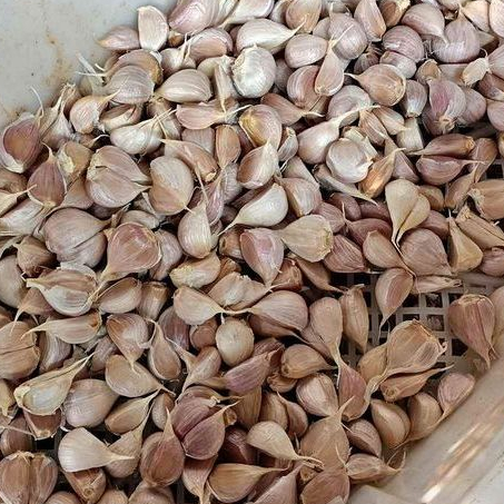 

Bawang Putih Kating 500Gr
