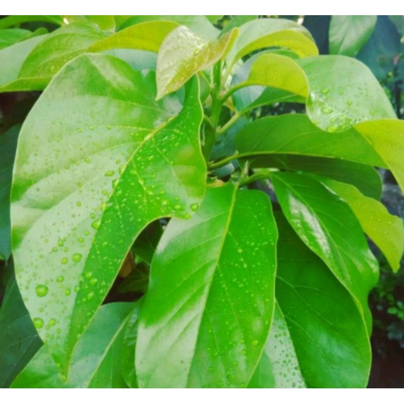 

daun alpokat/alpukat segar 1kg