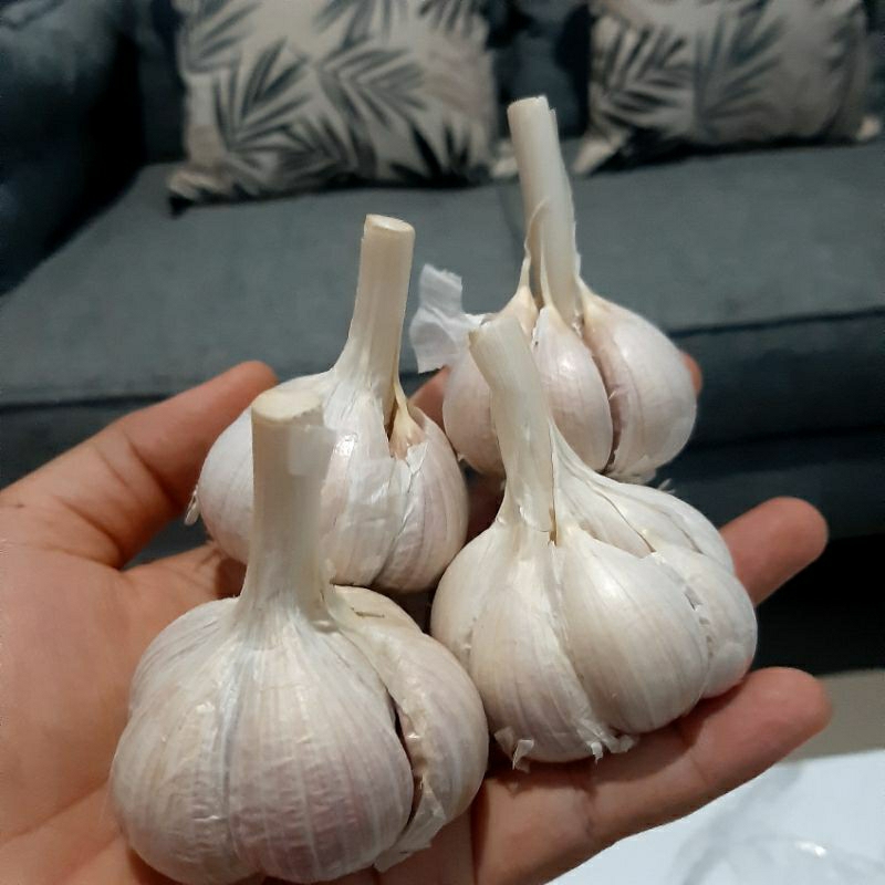 

BAWANG KATING KUALITAS SUPER MURAH BERAT UKURAN 250GR