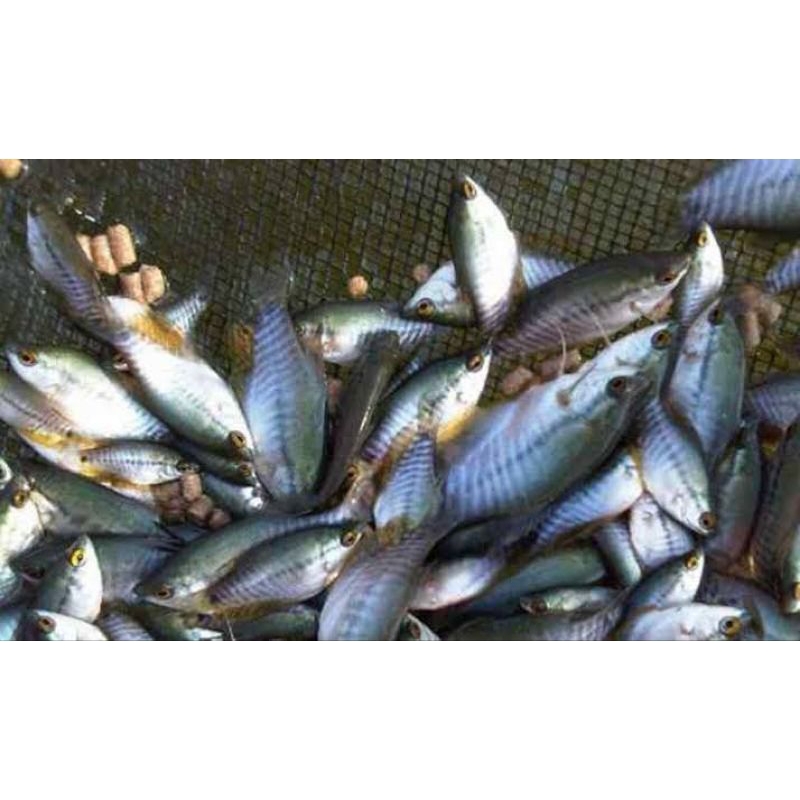 

Ikan Sepat Segar