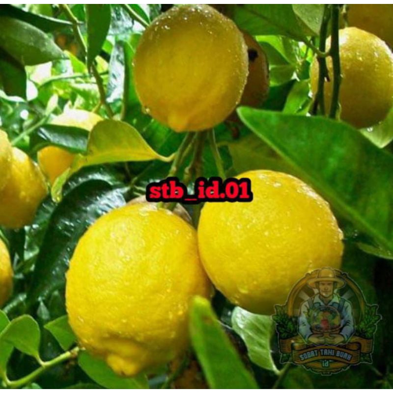 

BIBIT JERUK LEMON BERBUAH DAN BERBUNGA RIMBUN.