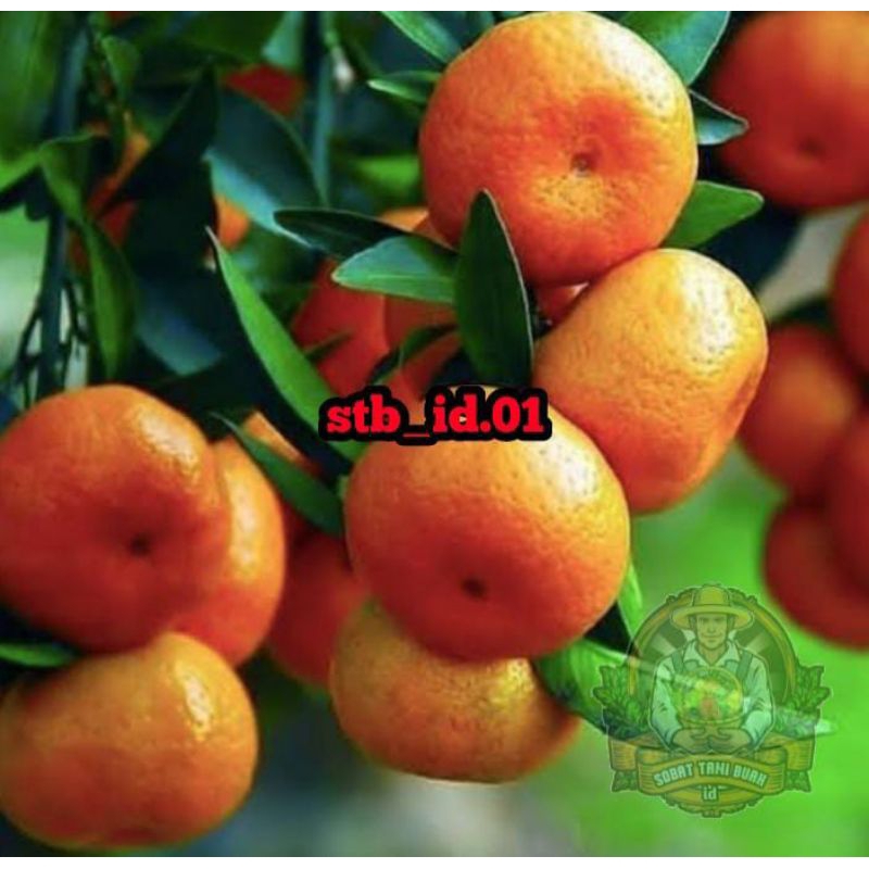 

JERUK SANTANG MADU BUAH SUPER BANYAK RIMBUN POLL