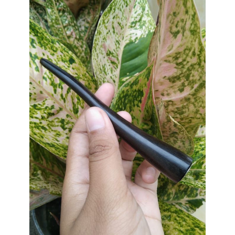 Once pipa kayu cangklong kayu hitam super