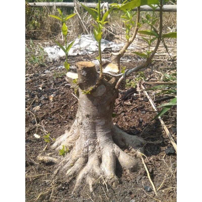 Bahan Bonsai Anting Putri Akar Dokar
