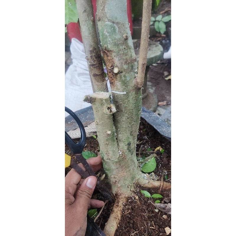 bonggol anting Putri super