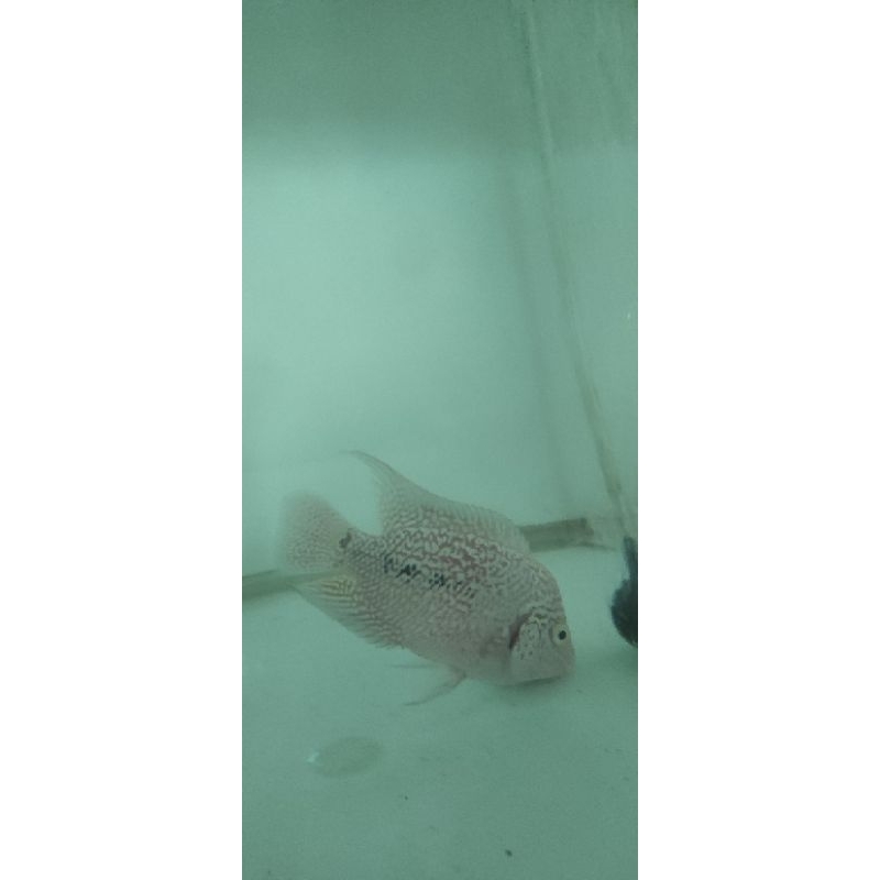 LOUHAN KAMFA FREE MARKING MATA PUTIH