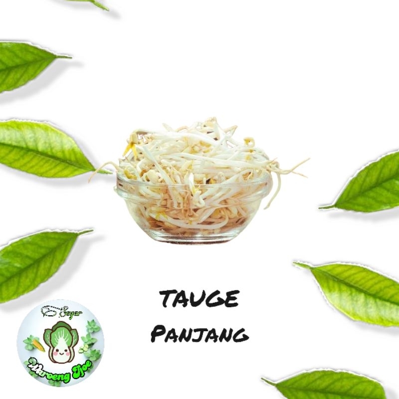 

Tauge Pendek Segar | Tauge Panjang Segar